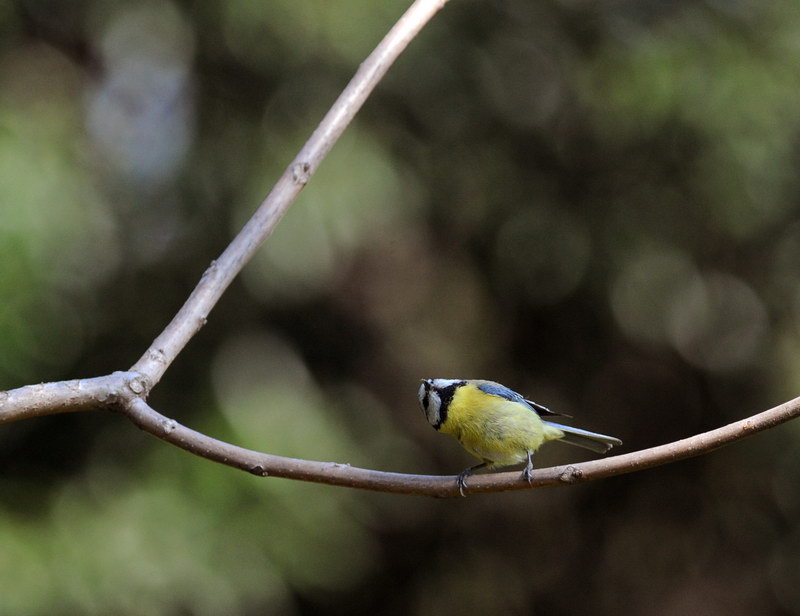 Avifauna humor